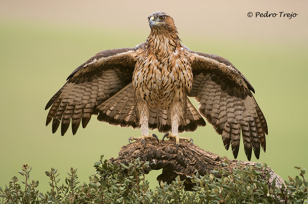 Aguila perdicera (Aquila fasciata)